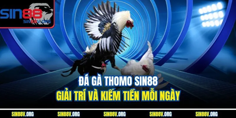 Đá Gà Thomo Sin88 – Giải Trí Và Kiếm Tiền Mỗi Ngày