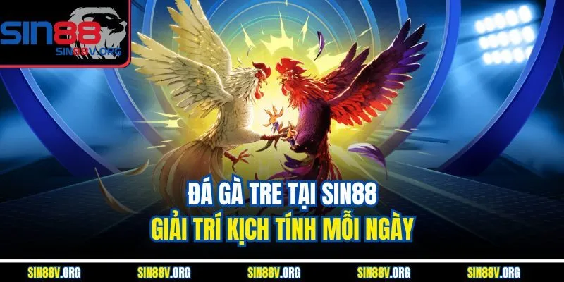 Đá Gà Tre Tại Sin88 – Giải Trí Kịch Tính Mỗi Ngày